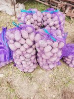 картофель Бриз и Ред Соня