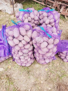 картофель Бриз и Ред Соня