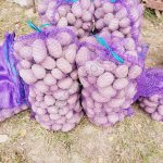 картофель Бриз и Ред Соня