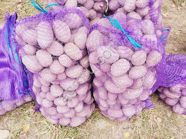 картофель Бриз и Ред Соня