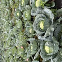 Капуста белокочанная