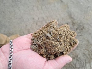 ЖМЫХ РАПСОВЫЙ