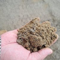 ЖМЫХ РАПСОВЫЙ