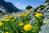 Золотой корень