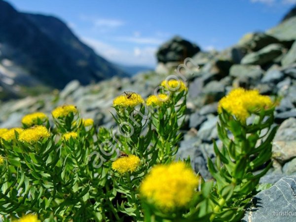 Золотой корень