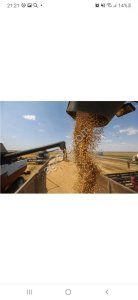 Пшеница 11.5 и 12.5 на экспорт