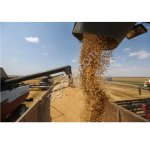 Пшеница 11.5 и 12.5 на экспорт