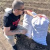 Картофель