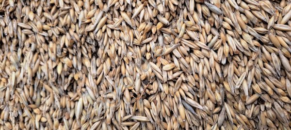 Зерносмесь ячмень,овёс