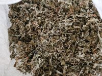 Исландский мох(цетрария)