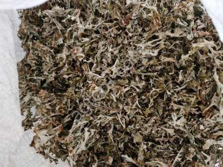 Исландский мох(цетрария)