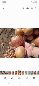 Лук репчатый