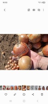 Лук репчатый