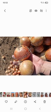 Лук репчатый