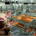 Лампа для обогрева поросят с крышкой