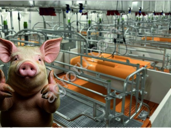 Лампа для обогрева поросят с крышкой