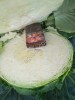Капуста от производителя