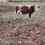 бычков мясных пород