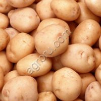 Картофель продовольственный от 20 тонн от производителя