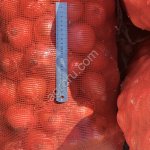 Лук репчатый