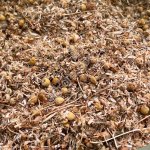 Ромашка аптечная