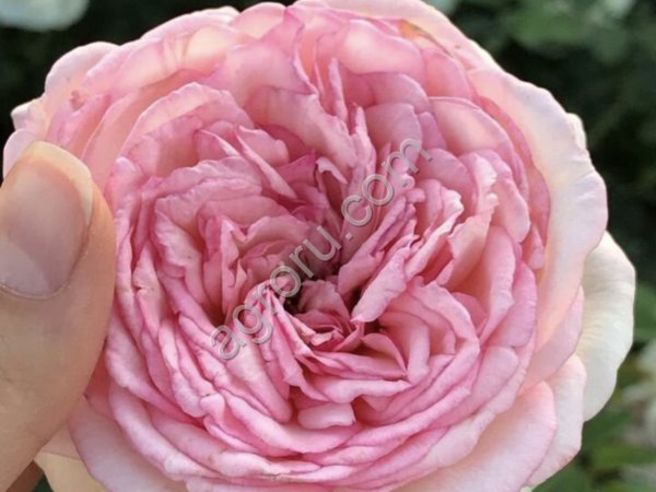 Кустовые розы