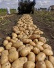 Картофель КФХ