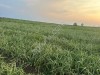 Лук репчатый