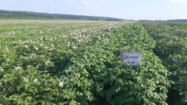 семена картофеля суперэлита Артур, Ариэль, Кумач