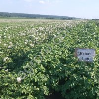 семена картофеля суперэлита Артур, Ариэль, Кумач
