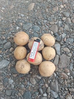 Картофель Коломба