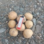 Картофель Коломба