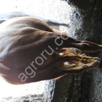 Бычки с откормы