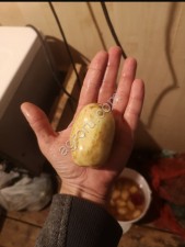 Тулеевкий сорт