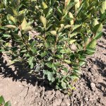 Кизильник 2-х летний