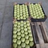 Яблоки Golden delishes