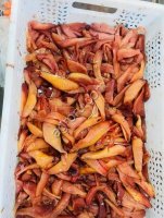 Икра сельди свежемороженая