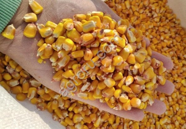 Кукуруза зерно на станцию Шу Казахстан