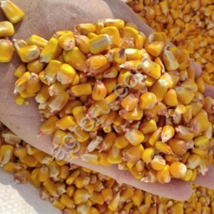 Кукуруза зерно на станцию Шу Казахстан