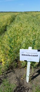горох Ямальский