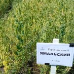 горох Ямальский