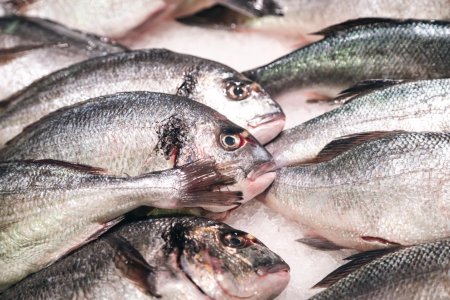 Проблема гистамина в рыбной продукции и риски для безопасности