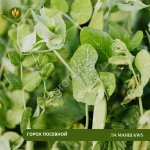 Горох посевной Ла Манш KWS