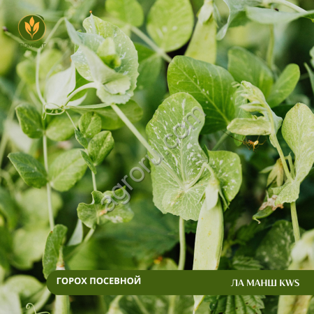Горох посевной Ла Манш KWS