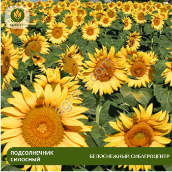 Семена подсолнечника Белоснежный Сибагроцентр