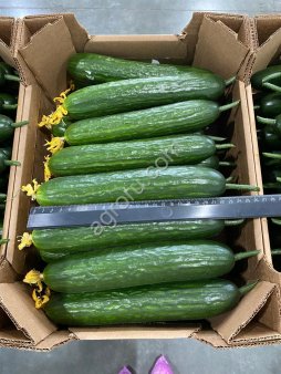 Тепличный Огурец Гладкий Мева