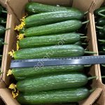 Тепличный Огурец Гладкий Мева
