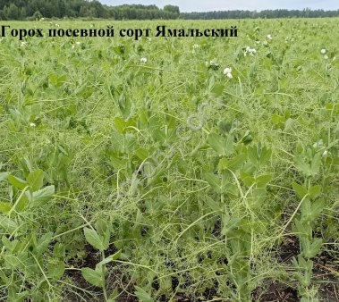 Семена яровых культур