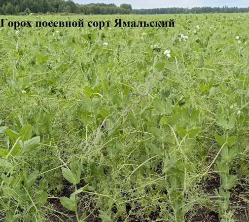 Семена яровых культур