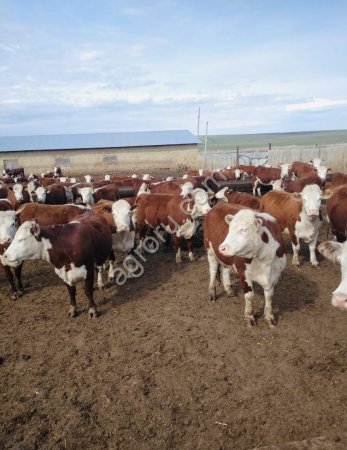 Нетели племенные